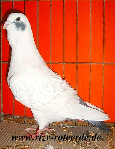 Gelockte Wammentaube von Rainer Düchting, VDT-Schau 2006 in Nürnberg