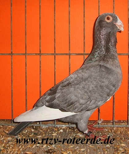 Syrische Wammentaube in Silber von Rainer Düchting, VDT-Schau 2006 in Nürnberg