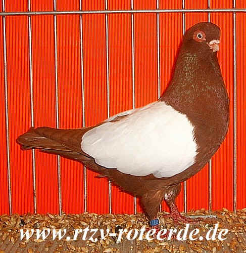 VDT-Schau 2006 in Nürnberg, Foto 15