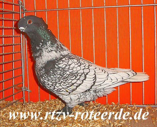 VDT-Schau 2006 in Nürnberg, Foto 18