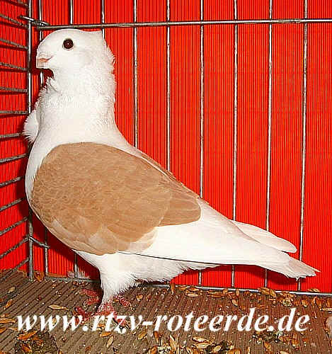 VDT-Schau 2006 in Nürnberg, Foto 17