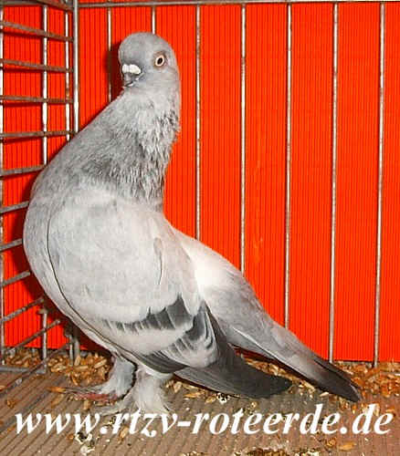 VDT-Schau 2006 in Nürnberg, Foto 22