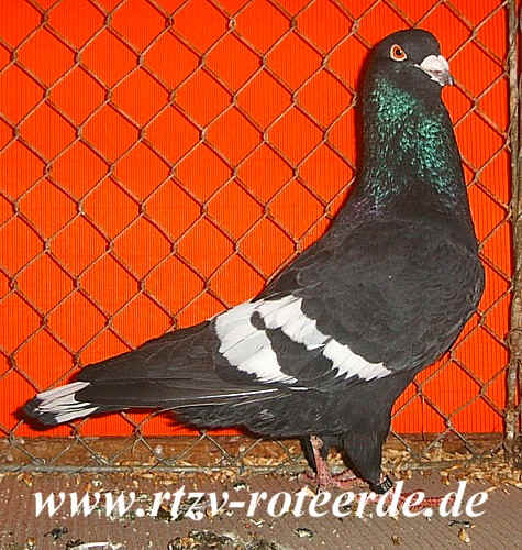 VDT-Schau 2006 in Nürnberg, Foto 11