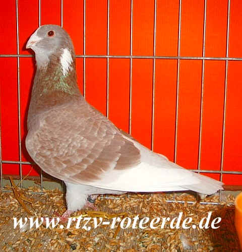 VDT-Schau 2006 in Nürnberg, Foto 26