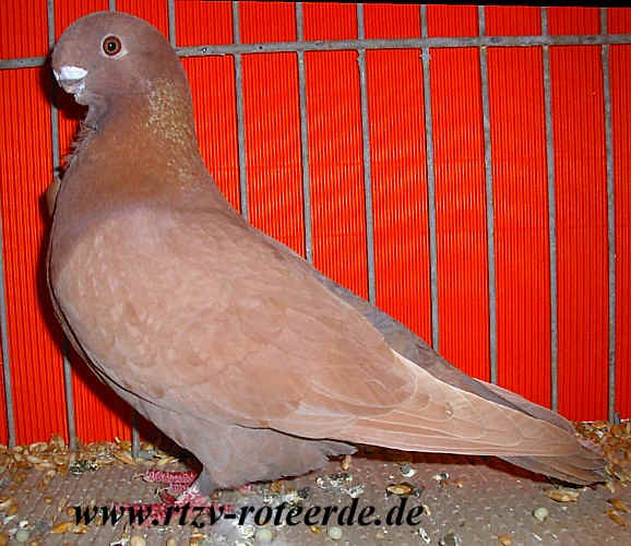 VDT-Schau 2006 in Nürnberg, Foto 10