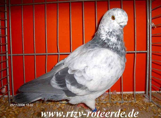 VDT-Schau 2006 in Nürnberg, Foto 12