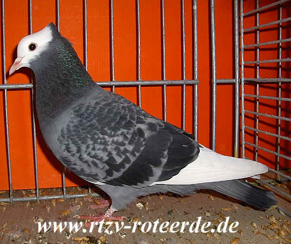 VDT-Schau 2006 in Nürnberg, Foto 14