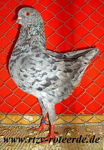 VDT-Schau 2006 in Nürnberg, Foto 24