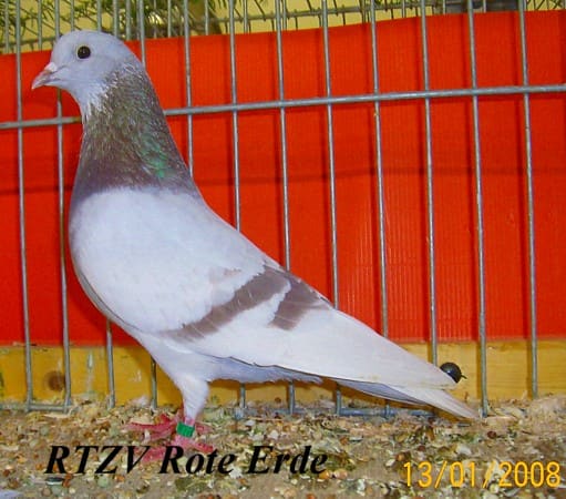 Arabische Trommeltaube, rotfahl, Rote-Erde-Schau 2008