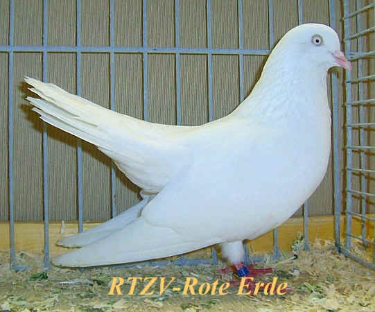 Orientalischer Roller, weiß, Rote-Erde-Schau 2008