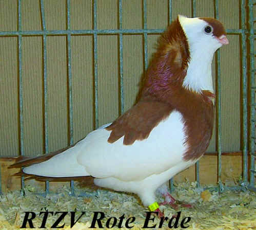 Felegyhazaer Tümmler, rotgeganselt, Rote-Erde-Schau 2008