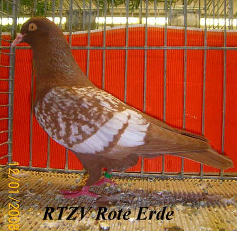 Feldfarbentaube, Rote-Erde-Schau 2008
