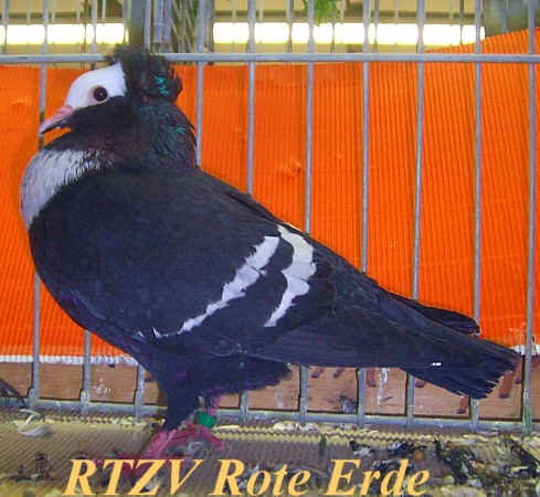 Startaube, Rote-Erde-Schau 2008