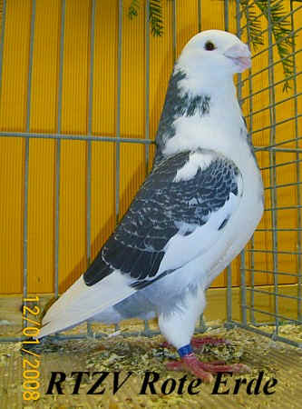 Show Racer, Rote-Erde-Schau 2008