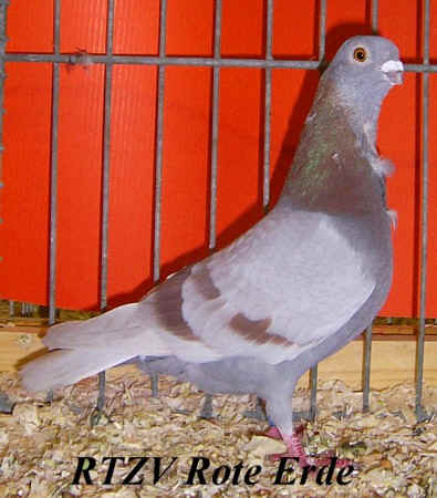 Figurita-Mövchen, Rote-Erde-Schau 2008