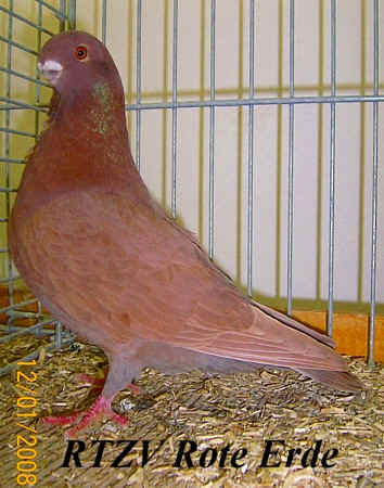 Einfarbiges Mövchen, Rote-Erde-Schau 2008