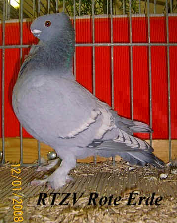 Orientalisches Mövchen, Rote-Erde-Schau 2008