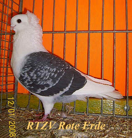 Altdeutsches Mövchen, Rote-Erde-Schau 2008