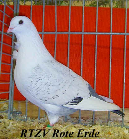 Habul Ruman Mövchen, Rote-Erde-Schau 2008