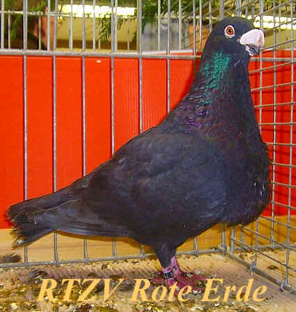 Sevillanokröpfer, schwarz, Rote-Erde-Schau 2008