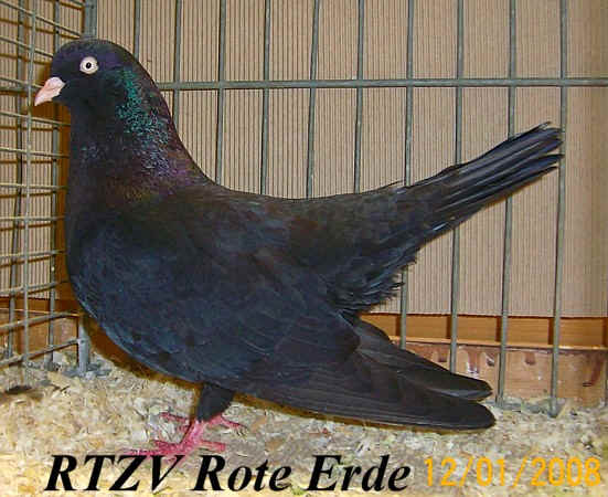 Orientalischer Roller, schwarz, Rote-Erde-Schau 2008