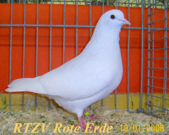 Arabische Trommeltaube, weiß, Rote-Erde-Schau 2008