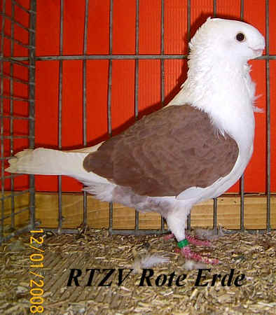 Turbit, Rote-Erde-Schau 2008