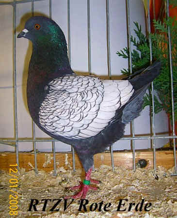Dt. Modeneser, Rote-Erde-Schau 2008