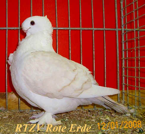 Orientalisches Mövchen, Rote-Erde-Schau 2008