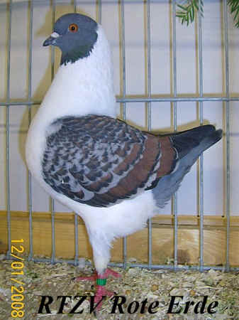Dt. Modeneser, Rote-Erde-Schau 2008