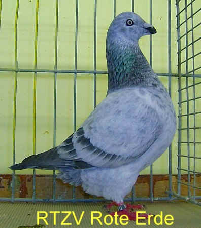 14. Westfälischer Rassetaubentag 2008, Foto 2