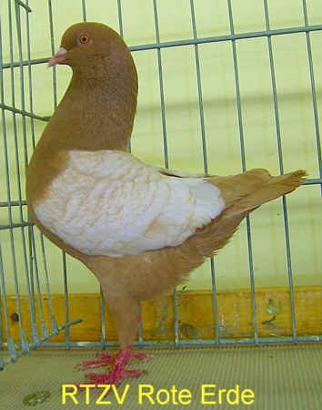14. Westfälischer Rassetaubentag 2008, Foto 3