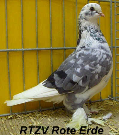 Irischer Flugtümmler, 57. VDT-Schau 2008 in Dortmund