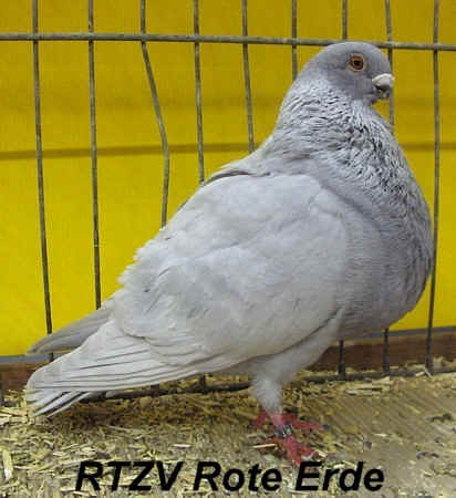 Rafenokröpfer aus der Europaschau spanischer Kropftauben, 57. VDT-Schau 2008 in Dortmund