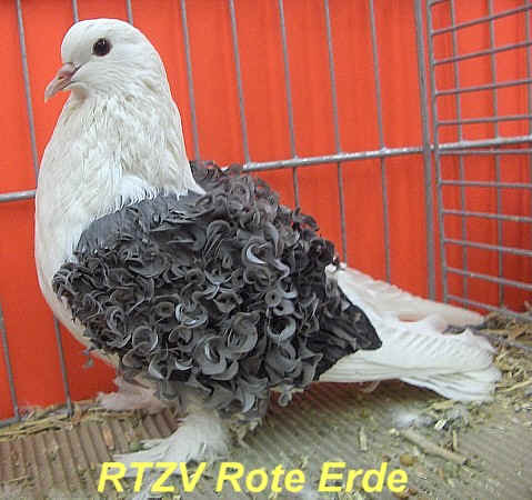 57. VDT-Schau in Dortmund, Foto 3