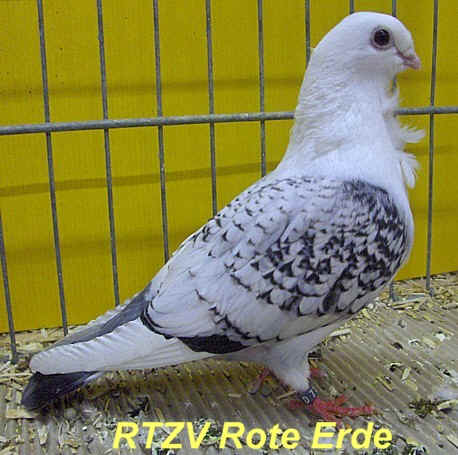 57. VDT-Schau in Dortmund, Foto 4
