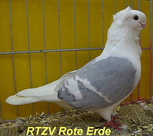 57. VDT-Schau in Dortmund, Foto 6