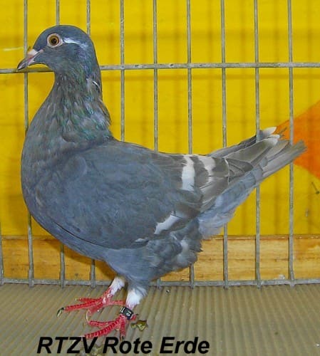 16. Westfälischer Rassetaubentag 2010, Foto 5
