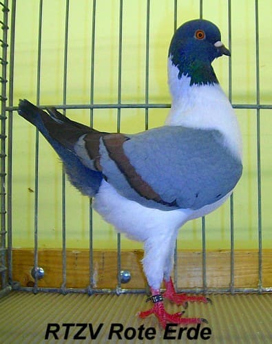 Taube der Rasse Dt. Modeneser