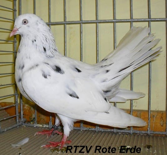 Taube der Rasse Orientalischer Roller