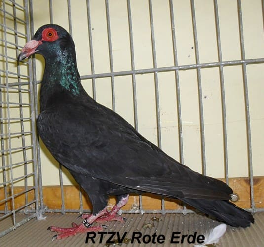 Taube der Rasse Steinheimer Bagdette