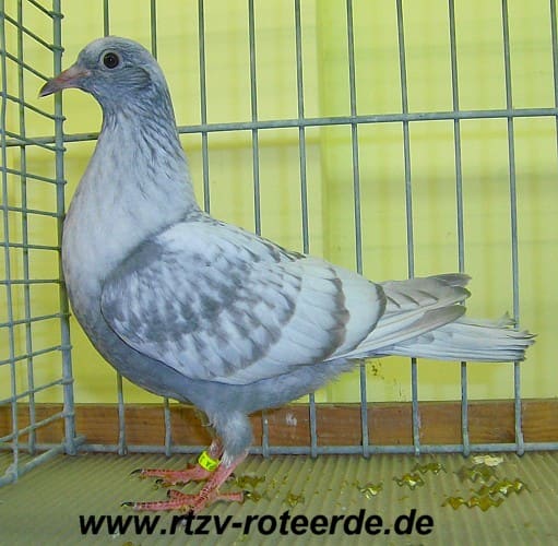 17. Westfälischer Rassetaubentag 2011, Foto 13