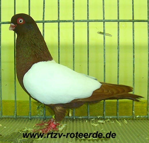 17. Westfälischer Rassetaubentag 2011, Foto 6