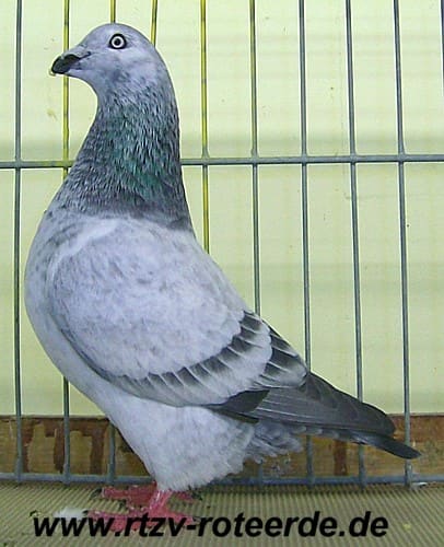 17. Westfälischer Rassetaubentag 2011, Foto 12