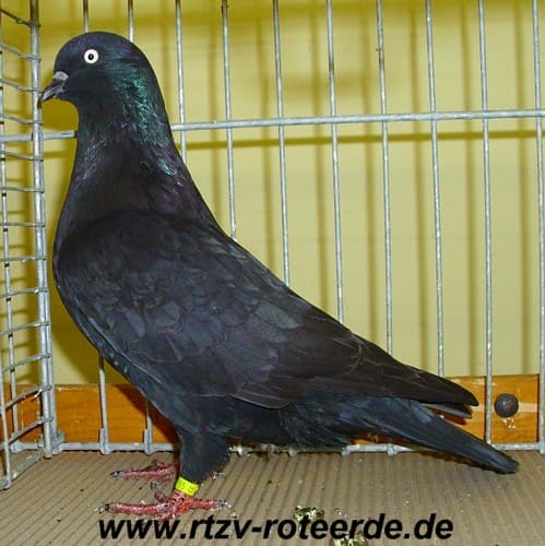 17. Westfälischer Rassetaubentag 2011, Foto 14