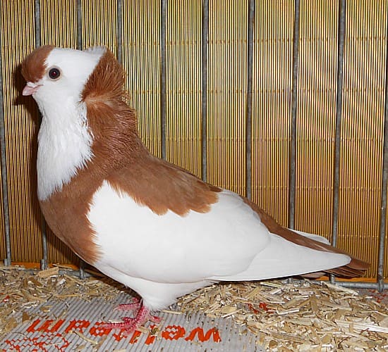 Felegyhazaer Tümmler, Championanwärter, 2. Revierschau 2012