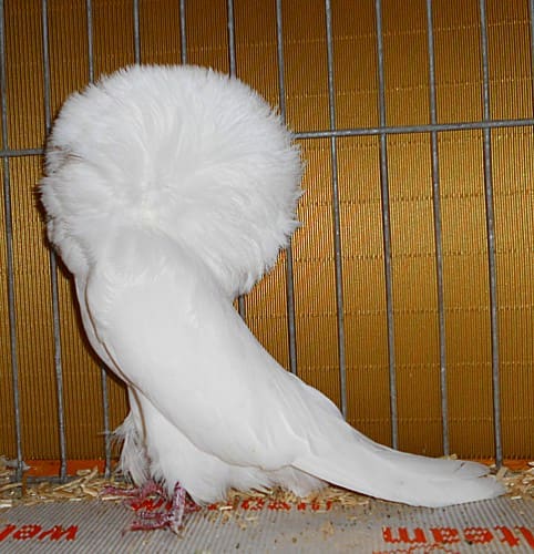 Perückentaube, Championanwärter, 2. Revierschau 2012