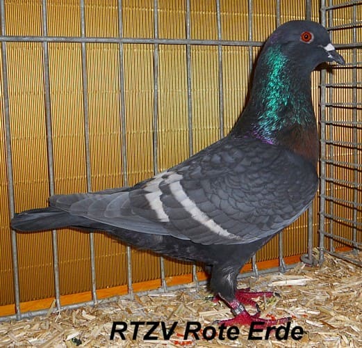 Feldfarbentaube, Championanwärter, 2. Revierschau 2012