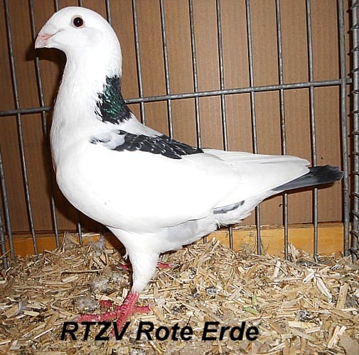 NL Schönheitsbrieftaube, 2. Revierschau 2012