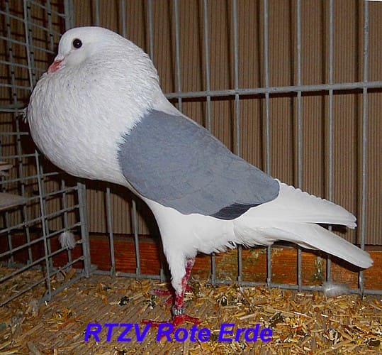 Voorburger Schildkröpfer, 2. Revierschau 2012